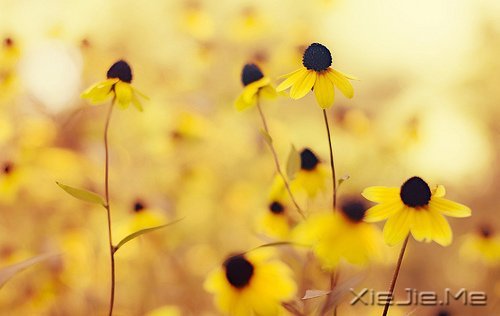 不要艳羡他人,不要输掉自己 (1)