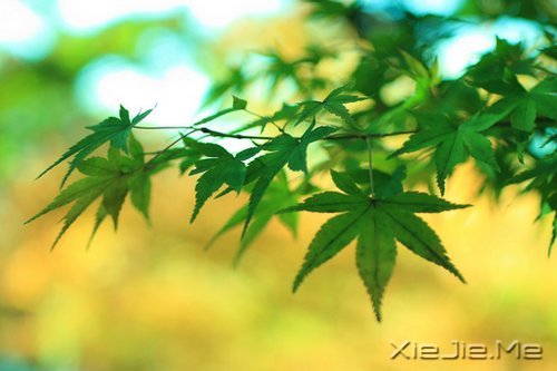 不要艳羡他人,不要输掉自己 (4)