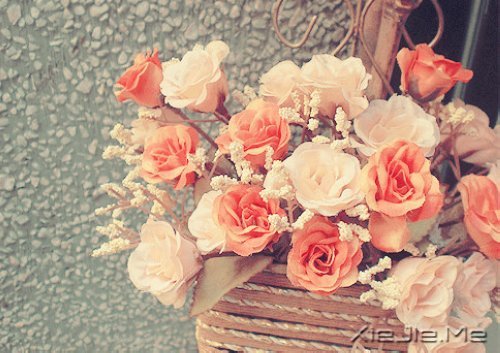 ����ʢ����������� (2)