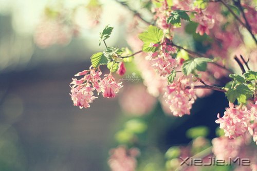 ��ν�Ҹ�������һЩ��֪������СƬ�� (8)