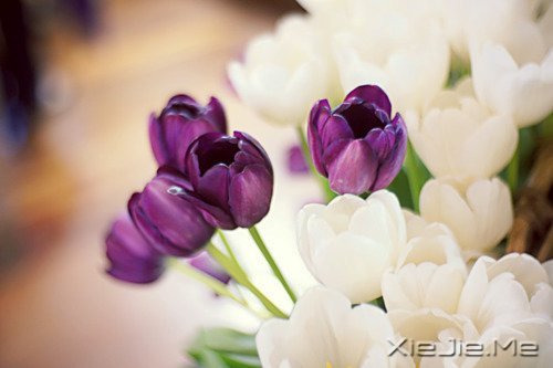 容易衰老的不是容颜,而是不敢进取的心 (2)