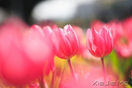 ���µģ��������� (4)