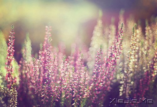 ��������ĸ��ӣ���������Թ� (3)