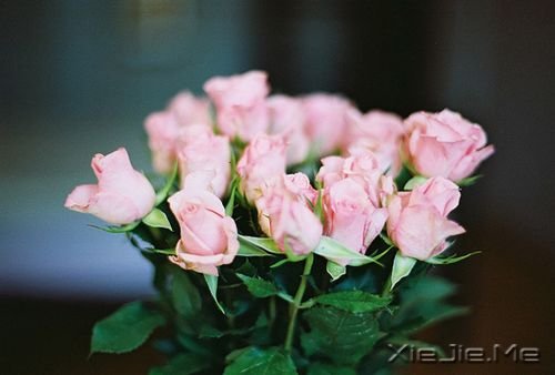 晚安心语:对的那条路,往往不是最好走的 (3)