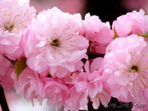 �������ֻҪ�������ڣ��ݳ���û����Ļ (4)