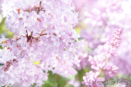 早安心语:生活总会给你另一个机会,这个机会叫明天 (10)