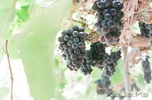 早安心语:生活只有经得起平静,方才显淡泊宁静的真实 (2)