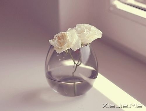 早安心语:生命太短,去爱那些对你好的人 (3)