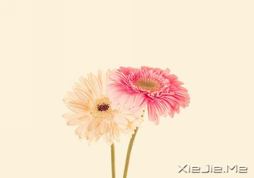 睡在向日葵上,即使沮丧,也能面朝阳光 (10)