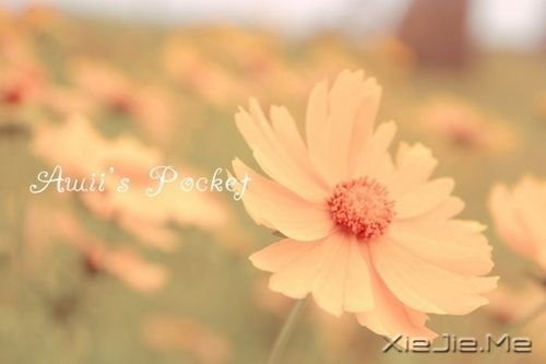 早安心语:思念是糖,甜而忧伤 (9)