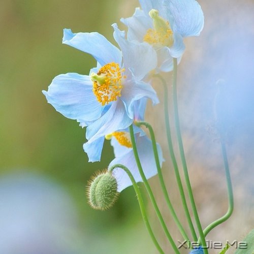 ����ľŴ��ǻ� (4)