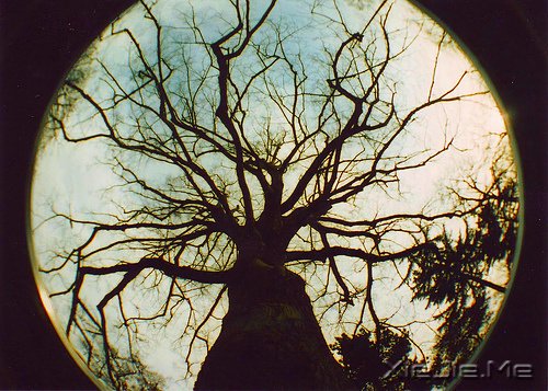 文字:如果有来生,要做一棵树 (2)